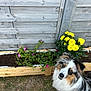 backyard, close_up, dog, ears, fence, grass, happy_expression, looking_up, outdoor_garden, paws, pet, pink_flowers, planter, portrait, soil, tail, tricolor_dog, wooden_fence, wooden_planter, yellow_flowers