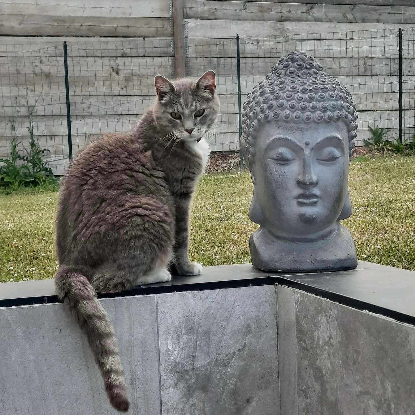 Chacha a rejoint le concours — aidez-le/la à gagner de superbes lots ! animal, background, buddha_statue, calm, cat, fence, furry, garden, grass, gray_cat, nature, outdoor, peaceful, pet, sculpture, serene, sitting, stone, tail, wooden_fence