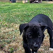 Ghost is registered to the contest to win money with this photo: puppy, dog, black_dog, white_paws, grass, outdoor, yard, nature, young_dog, curious, close_up, pet, animal, canine, playful, walking, greenery, wood, background, daylight