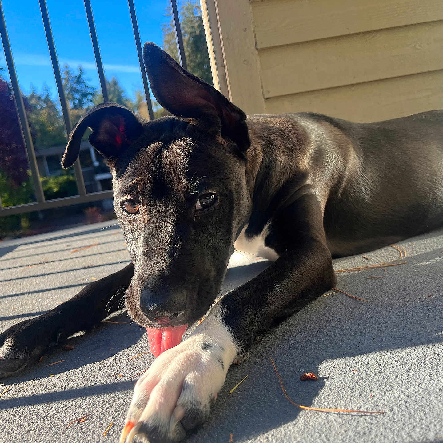 Ghost is registered to the contest to win money with this photo: animal, black_and_white, canine, close_up, daylight, dog, fur, lying_down, nature, outdoor, paw, pet, playful, porch, railing, relaxed, shadow, sunlight, tongue, tongue_out