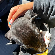 Ghost is registered to the contest to win money with this photo: animal, black_dog, car_interior, close_up, clothing, comfort, cute, dog, furry, hand, hoodie, human_hand, nap, pet, puppy, resting, seat, sunlight, warmth, yellow_logo