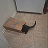 Walmart, animal, appliance, black_cat, cat, corner, curious, domestic_animal, floor, funny, hiding, household, indoor, kitchen, mischievous, paper_bag, pet, playful, tail, tile_floor