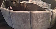 Peppes is registered to the contest to win money with this photo: animal, black_cat, blanket, brown, cat, couch, cozy, domestic_animal, eyes, feline, furniture, grey, indoor, jacket, living_room, mirror, pet_bed, relaxing, resting, soft