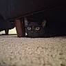 Peppes is registered to the contest to win money with this photo: animal, black_cat, carpet, cat, closeup, cozy, curious, eyes, fur, furniture_leg, hiding, home, indoor, low_angle, peek, pet, quiet, shadow, sofa, whiskers