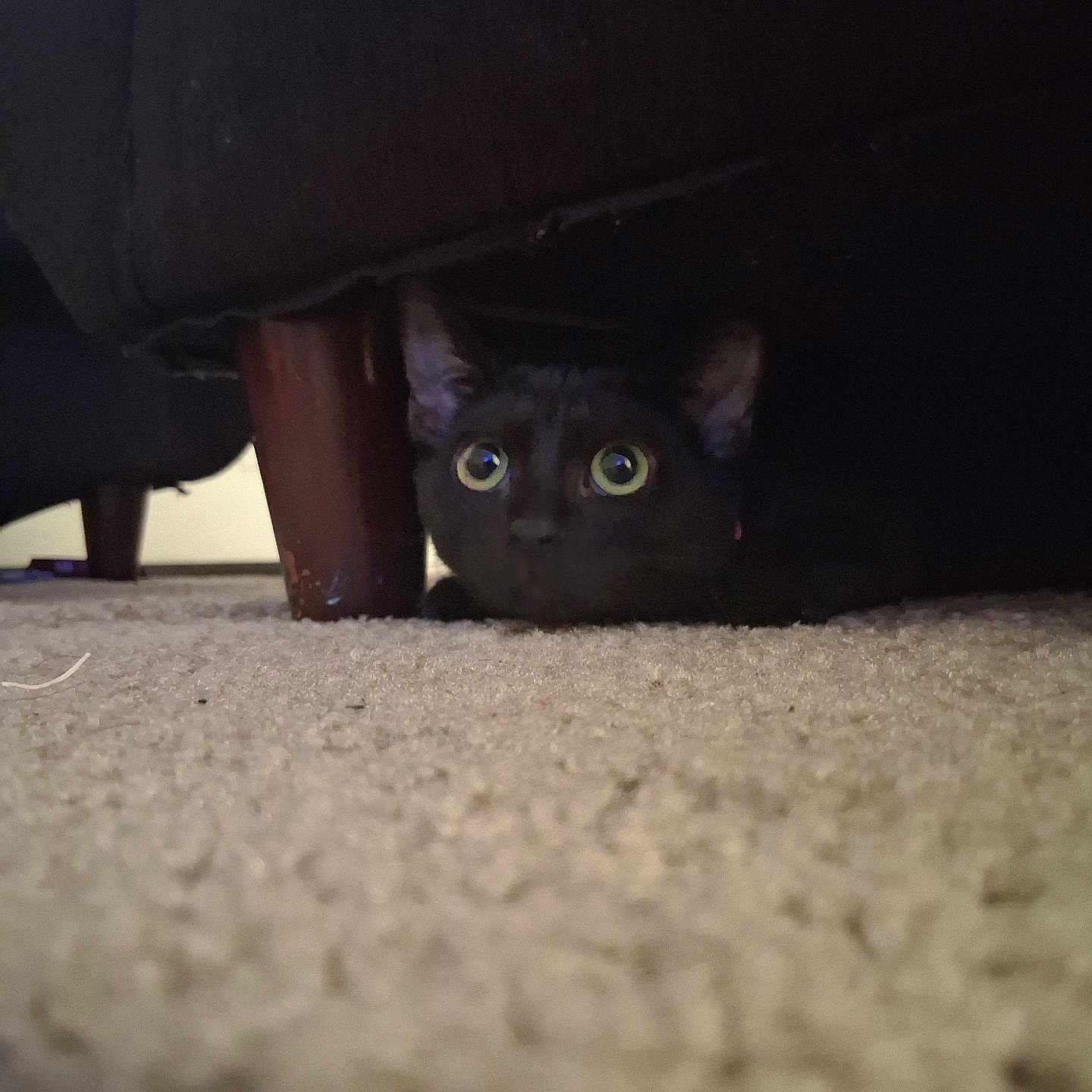 Peppes is registered to the contest to win money with this photo: animal, black_cat, carpet, cat, closeup, cozy, curious, eyes, fur, furniture_leg, hiding, home, indoor, low_angle, peek, pet, quiet, shadow, sofa, whiskers