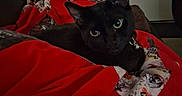 Peppes joined the competition — help win amazing prizes! black_cat, cat, animal, pet, feline, blanket, red_blanket, couch, indoor, cozy, resting, green_eyes, looking, domestic_animal, home, furniture, relaxing, dark, quiet, companion