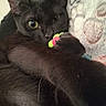 Peppes is registered to the contest to win money with this photo: animal, black_cat, blanket, cat, close_up, cozy, curious, cute, fur, green_eyes, indoor, mammal, patterned_blanket, paw, pet, playful, resting, snuggling, toy, whiskers