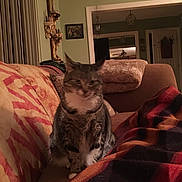 Frida joined the competition — help win amazing prizes! animal, blanket, cat, couch, cozy, curtains, decor, door, evening, furniture, home_interior, indoor, lamp, living_room, pet, pillow, seated, tabby_cat, wall_art, window