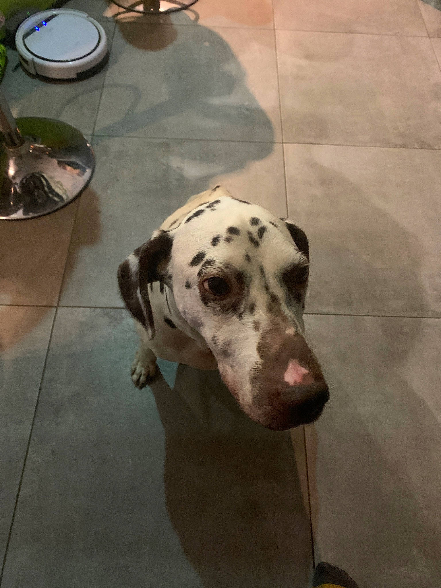 Kaïla a rejoint le concours — aidez-le/la à gagner de superbes lots ! canidae, carnivore, dalmatian, dog, dog_breed, fawn, great_dane, mammal, non_sporting_group, snout, sporting_group