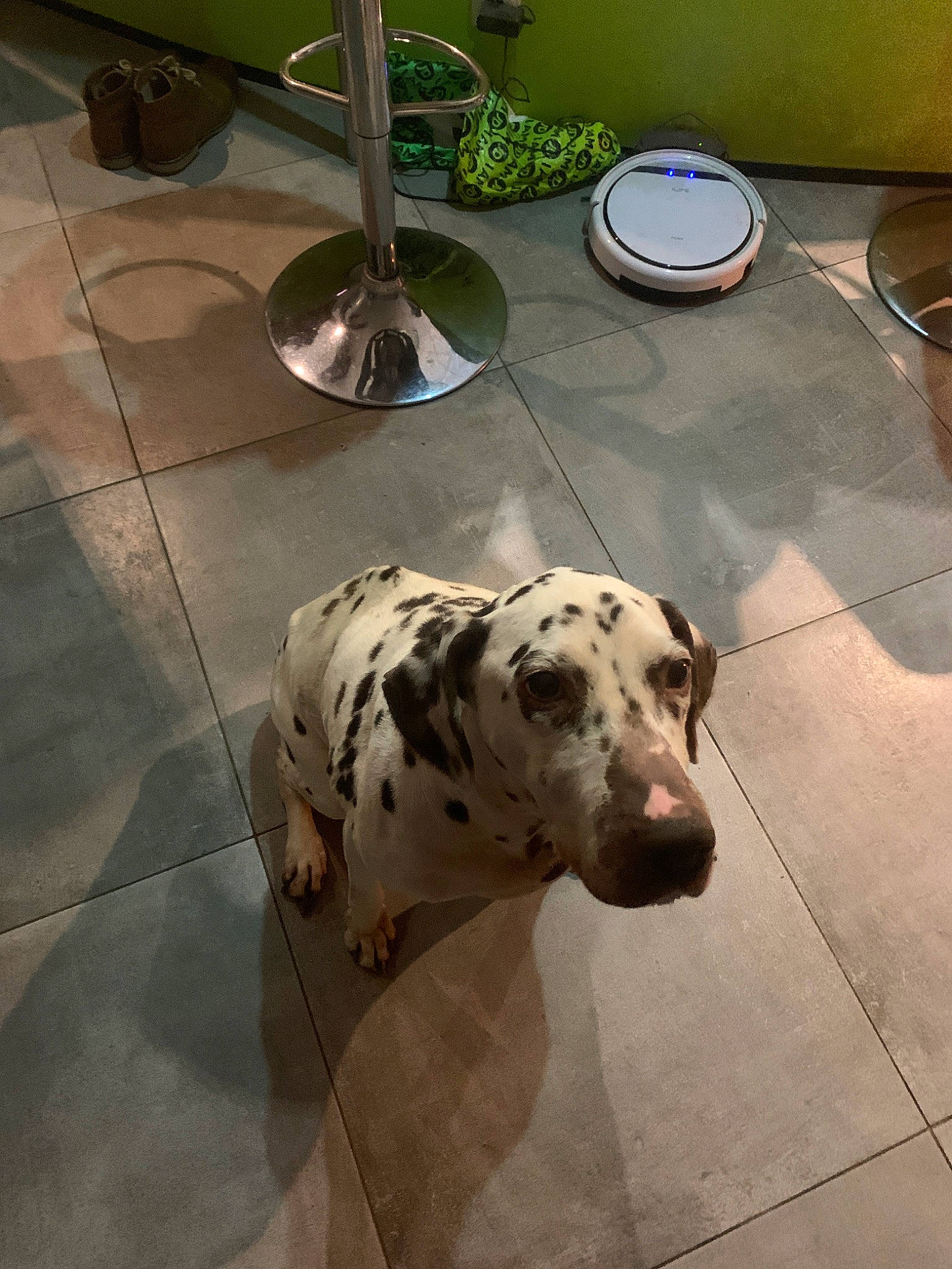 Kaïla participe au concours pour gagner de l'argent avec cette photo : canidae, carnivore, dalmatian, dog, dog_breed, fawn, floor, great_dane, mammal, non_sporting_group, sporting_group