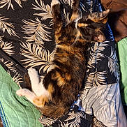 Shaddow is registered to the contest to win money with this photo: animal, bedding, blanket, calico, cat, comfort, cozy, fabric, feline, fur, indoor, leaf_pattern, orange, paw, pet, relaxing, resting, sleeping, texture, white
