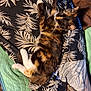 animal, bedding, blanket, calico, cat, comfort, cozy, fabric, feline, fur, indoor, leaf_pattern, orange, paw, pet, relaxing, resting, sleeping, texture, white