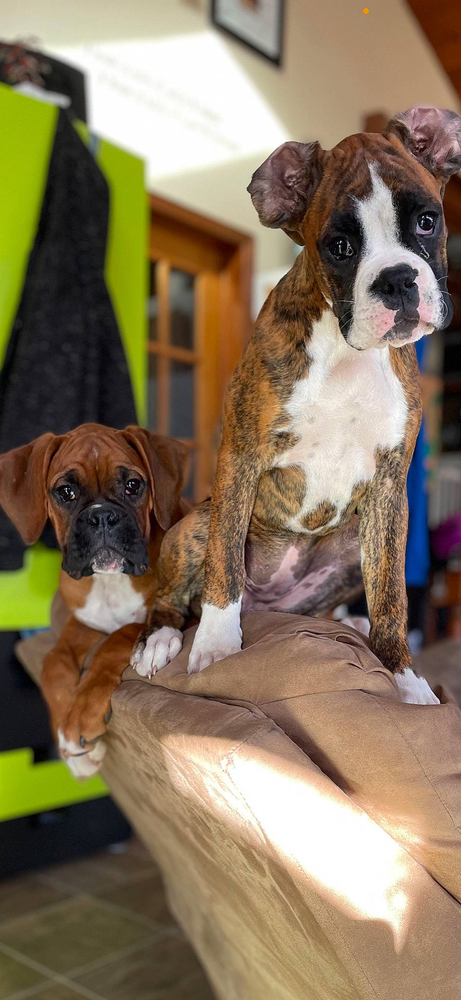 Fancy joined the competition — help win amazing prizes! ancient_dog_breeds, bored, canidae, carnivore, collar, companion_dog, dog, dog_breed, dog_collar, fawn, fur, liver, molosser, non_sporting_group, puppy, snout, sporting_group, whiskers, working_animal, working_dog