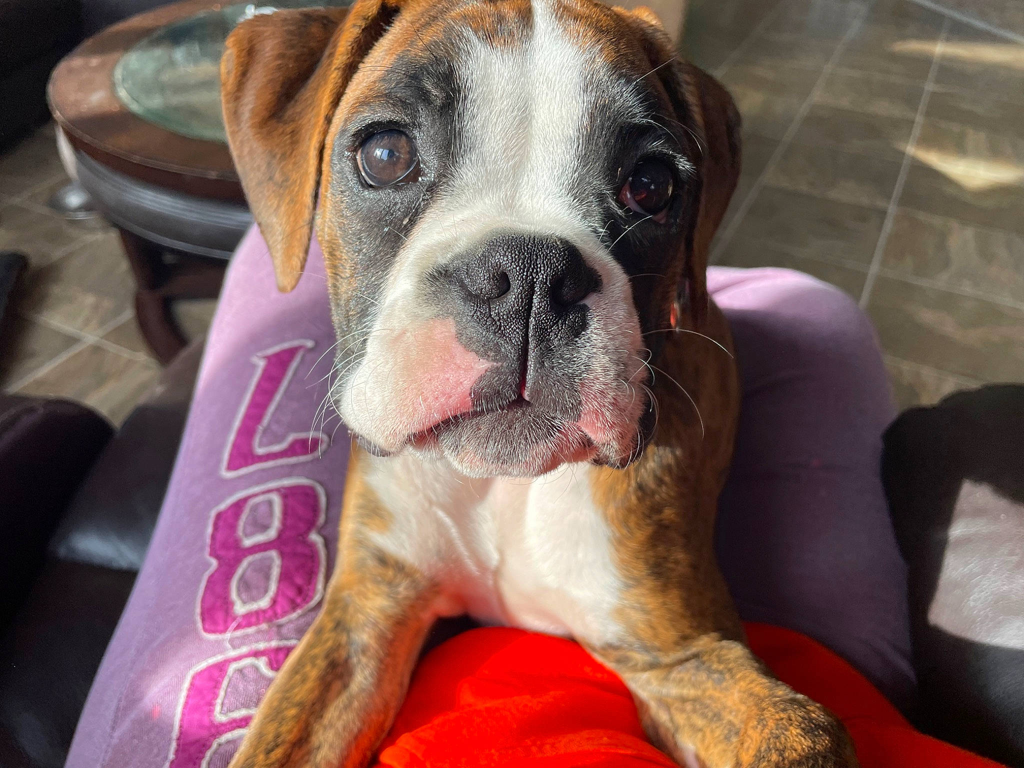 Fancy joined the competition — help win amazing prizes! bored, boxer, canidae, carnivore, collar, comfort, companion_dog, dog, dog_breed, fawn, fur, molosser, paw, pet_supply, snout, sporting_group, whiskers, working_animal, working_dog, wrinkle