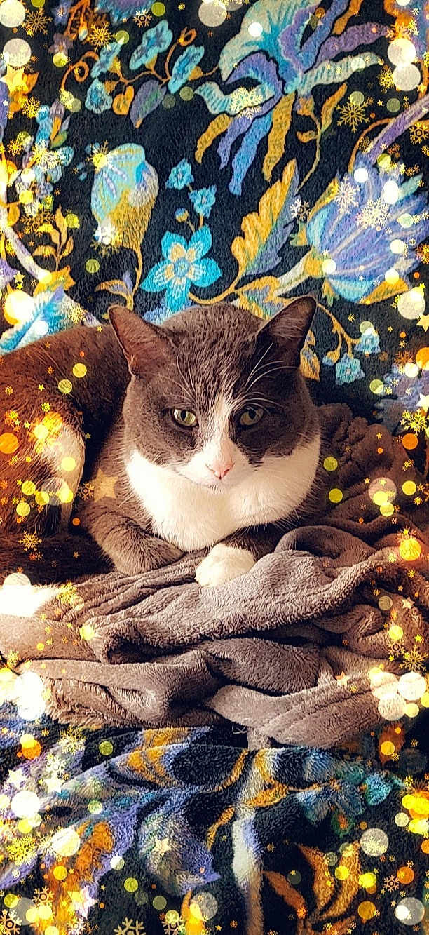 Pompom