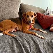 Sassy joined the competition — help win amazing prizes! dog, brown_dog, pet, canine, couch, sofa, indoor, living_room, pillows, red_pillow, gray_fabric, resting, relaxed, looking_at_camera, domestic_animal, companion, fur, ears, nails, animal