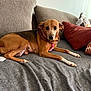 dog, brown_dog, pet, canine, couch, sofa, indoor, living_room, pillows, red_pillow, gray_fabric, resting, relaxed, looking_at_camera, domestic_animal, companion, fur, ears, nails, animal