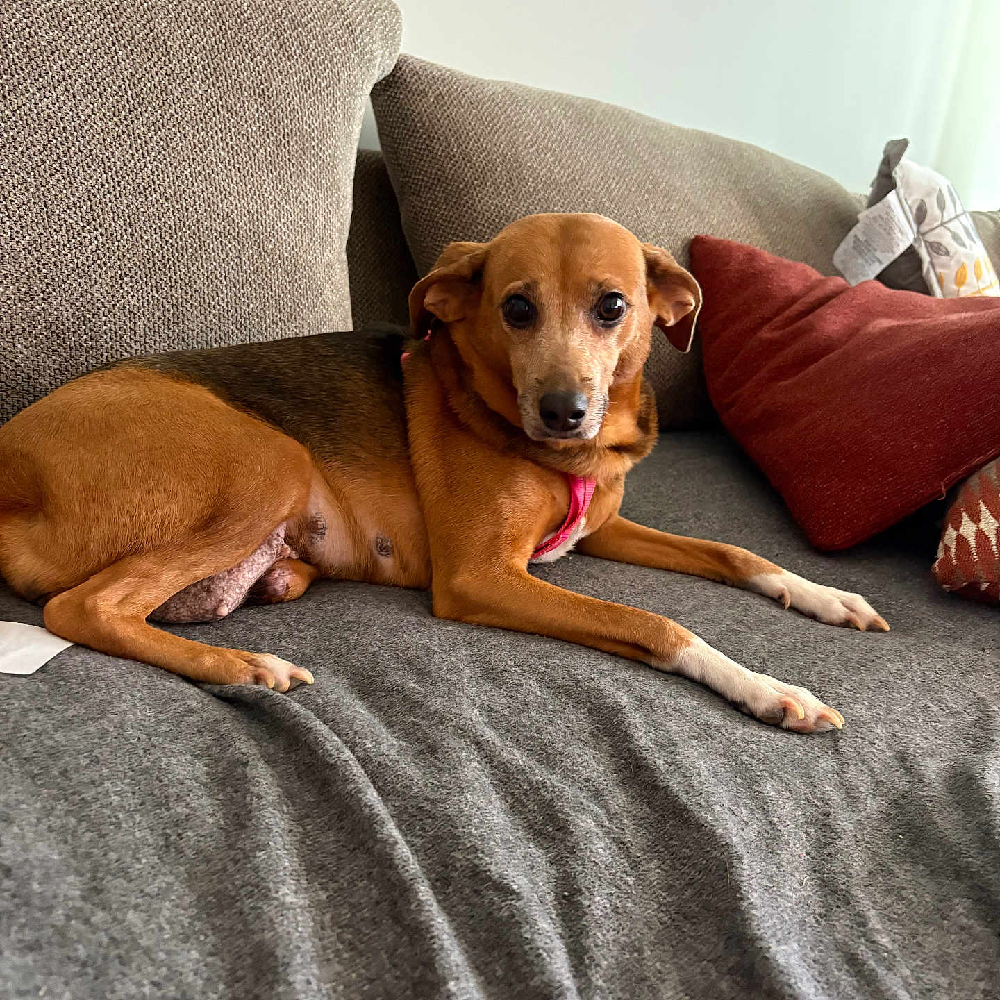 Sassy joined the competition — help win amazing prizes! animal, brown_dog, canine, companion, couch, dog, domestic_animal, ears, fur, gray_fabric, indoor, living_room, looking_at_camera, nails, pet, pillows, red_pillow, relaxed, resting, sofa