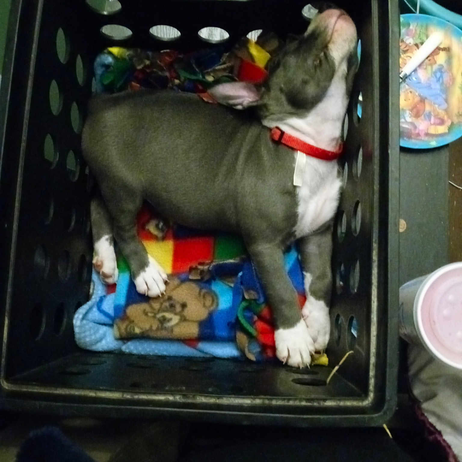 Zenna is registered to the contest to win money with this photo: auto_part, canidae, carnivore, collar, companion_dog, dog, dog_breed, dog_collar, dog_supply, fashion_accessory, fawn, leash, motor_vehicle, pet_supply, sporting_group, trunk, vehicle_door, working_animal