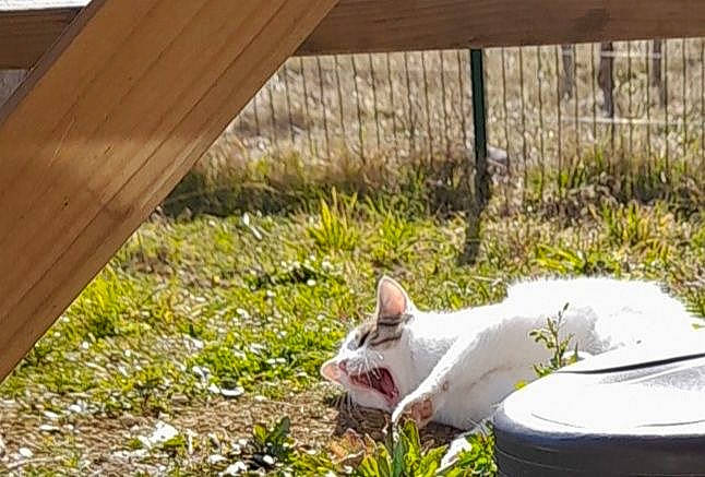 Rasta participe au concours pour gagner de l'argent avec cette photo : carnivore, comfort, companion_dog, dog_breed, fawn, felidae, grass, hardwood, landscape, outdoor_furniture, plant, shade, snout, soil, sporting_group, tail, terrestrial_animal, whiskers, wood, wood_stain