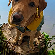 Lucky joined the competition — help win amazing prizes! animal, close_up, coat, cute, dog, ears, eyes, fur, golden_retriever, greenery, jacket, nature, outdoor, paws, pet, portrait, puppy, snout, tree_stump, whiskers