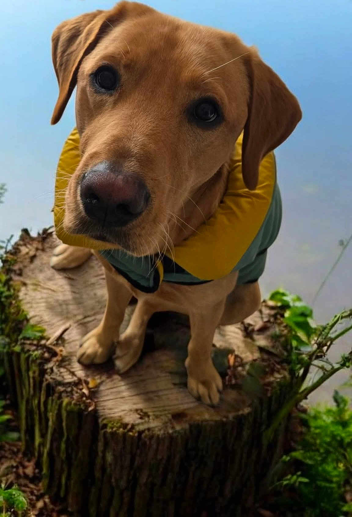 Lucky joined the competition — help win amazing prizes! animal, close_up, coat, cute, dog, ears, eyes, fur, golden_retriever, greenery, jacket, nature, outdoor, paws, pet, portrait, puppy, snout, tree_stump, whiskers