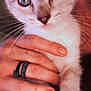 Mello is registered to the contest to win money with this photo: kitten, cat, blue_eyes, hand, rings, close_up, pet, animal, whiskers, fur, cute, domestic_cat, portrait, young_animal, feline, indoor, holding, person_hand, nail, paw