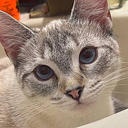 Mello joined the competition — help win amazing prizes! animal, background_blur, blue_eyes, cat, close_up, curious, domestic_cat, ear, face, feline, fur, indoor, looking, muzzle, nose, pet, portrait, sink, soft_light, whiskers