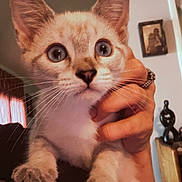Mello joined the competition — help win amazing prizes! kitten, cat, pet, animal, indoor, hand, fingers, curious, blue_eyes, whiskers, closeup, fur, cute, domestic, home, portrait, young, mammal, holding, rings