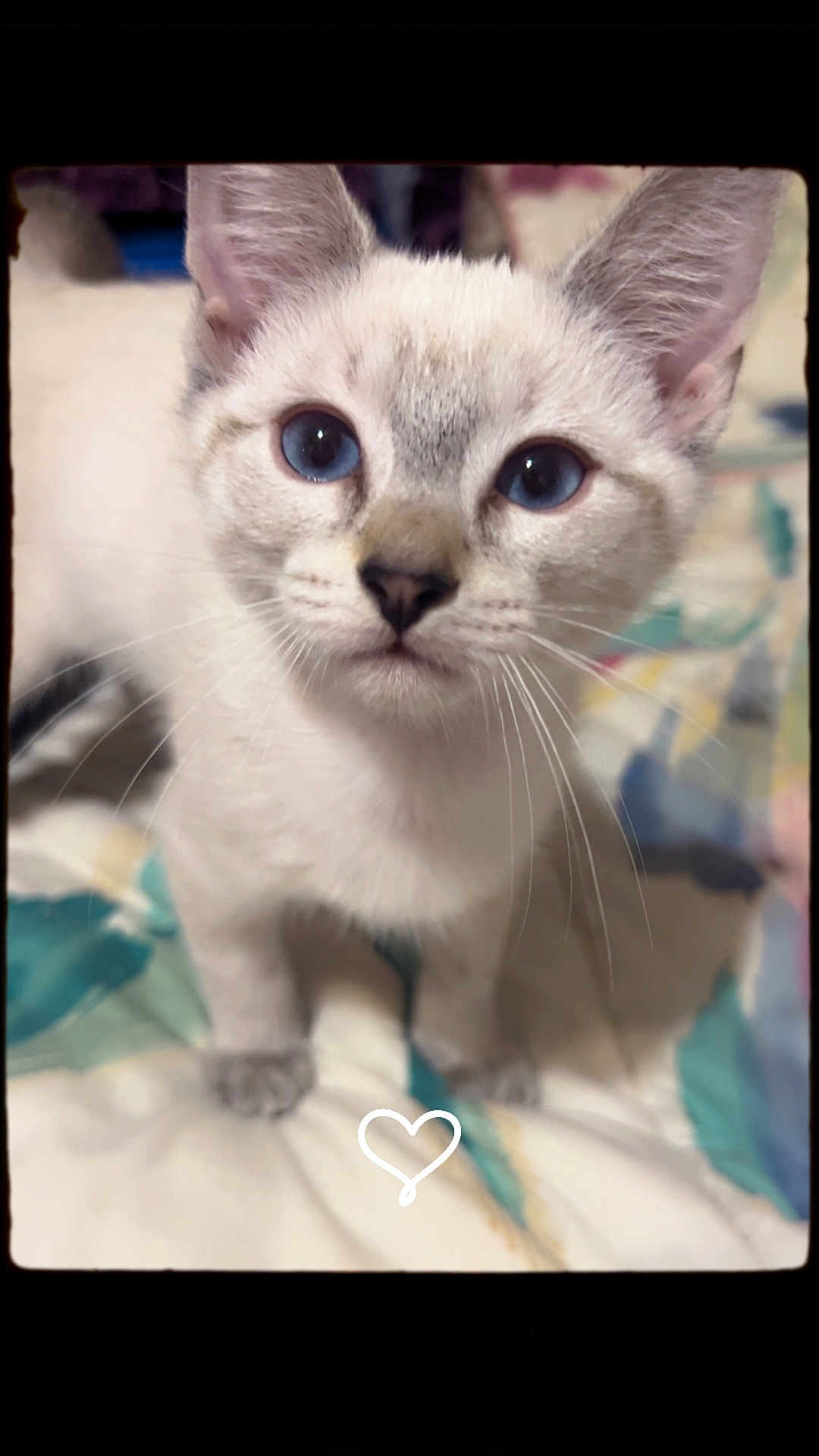 Mello