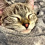 animal, cat, close_up, cozy, cute, domestic_cat, ears, face, feline, fur, grey_blanket, peaceful, pet, pink_nose, resting, sleeping, snug, soft_blanket, tabby_cat, whiskers