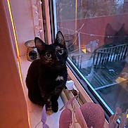 Mavis is registered to the contest to win money with this photo: animal, black_cat, cat, closeup, cozy, curious, decor, dim_light, domestic_cat, evening, feline, houseplant, indoor, looking_up, pet, purple_leaves, reflection, whiskers, window, windowsill