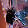 animal, black_cat, cat, closeup, cozy, curious, decor, dim_light, domestic_cat, evening, feline, houseplant, indoor, looking_up, pet, purple_leaves, reflection, whiskers, window, windowsill