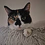 Potato is registered to the contest to win money with this photo: cat, calico_cat, pet, feline, portrait, close_up, green_eyes, ears, paw, whiskers, fluffy, cat_tree, indoor, resting, looking_at_camera, cozy, fur, sleepy, mammal, relaxed