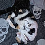 Potato is registered to the contest to win money with this photo: cat, calico_cat, black_cat, two_cats, skull_blanket, blanket, pillow, bed, collar, sleeping, curled_up, pet, fur, indoor, cozy, paws, whiskers, nap, cuddle, patterned_textile
