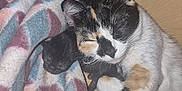 Potato is registered to the contest to win money with this photo: cat, kitten, calico_cat, blanket, patterned_blanket, cozy, sleeping, mother_cat, newborn_kittens, fur, whiskers, paw, indoor, cardboard, pipes, plumbing, closeup, nap, pet, bedding