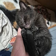 Whiskey joined the competition — help win amazing prizes! kitten, cat, calico, black_cat, hand, sleeping, nap, pet, furry, closeup, indoor, blanket, bed, human_hand, cute, tiny, feline, whiskers, cozy, portrait