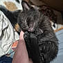 kitten, cat, calico, black_cat, hand, sleeping, nap, pet, furry, closeup, indoor, blanket, bed, human_hand, cute, tiny, feline, whiskers, cozy, portrait