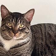 Nuggett joined the competition — help win amazing prizes! cat, tabby, yellow_eyes, fur, whiskers, closeup, pet, animal, striped, portrait, indoor, resting, feline, cute, mammal, ears, face, looking, domestic_cat, calm