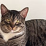 cat, tabby, yellow_eyes, fur, whiskers, closeup, pet, animal, striped, portrait, indoor, resting, feline, cute, mammal, ears, face, looking, domestic_cat, calm