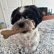 Stanley is registered to the contest to win money with this photo: animal, bed, black_and_white, blanket, bone_toy, carpet, chewing, cute, dog, domestic, door, fur, furniture, household, indoor, pet, room, small_dog, television, toy