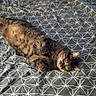 animal, bed, bedroom, bedspread, blanket, cat, cozy, ears, home, indoors, lying_down, patterned_fabric, pet, relaxed, resting, sleeping, striped_fur, tabby_cat, tail, whiskers