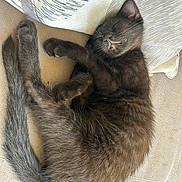 Athena participe au concours pour gagner de l'argent avec cette photo : cat, kitten, sleeping, black_cat, fur, pet, couch, pillow, cozy, indoor, relaxed, cute, animal, whiskers, tail, nap, soft, home, feline, rest