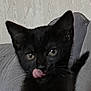 black_cat, kitten, cat, pet, animal, indoor, couch, fur, tongue_out, playful, cute, whiskers, ears, face, eyes, feline, domestic_cat, resting, young_cat, cozy