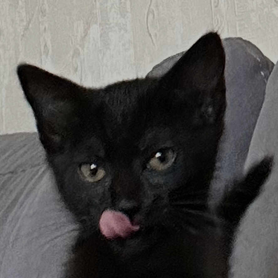 Athena a rejoint le concours — aidez-le/la à gagner de superbes lots ! animal, black_cat, cat, couch, cozy, cute, domestic_cat, ears, eyes, face, feline, fur, indoor, kitten, pet, playful, resting, tongue_out, whiskers, young_cat