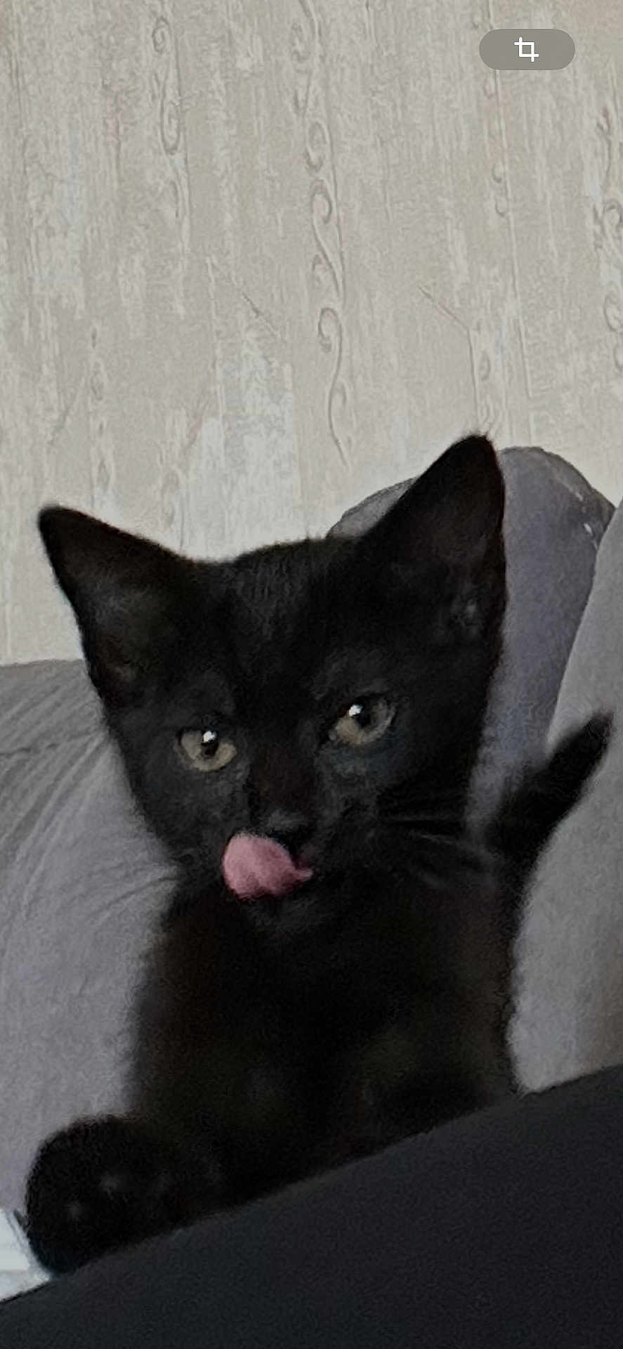 Athena a rejoint le concours — aidez-le/la à gagner de superbes lots ! black_cat, kitten, cat, pet, animal, indoor, couch, fur, tongue_out, playful, cute, whiskers, ears, face, eyes, feline, domestic_cat, resting, young_cat, cozy
