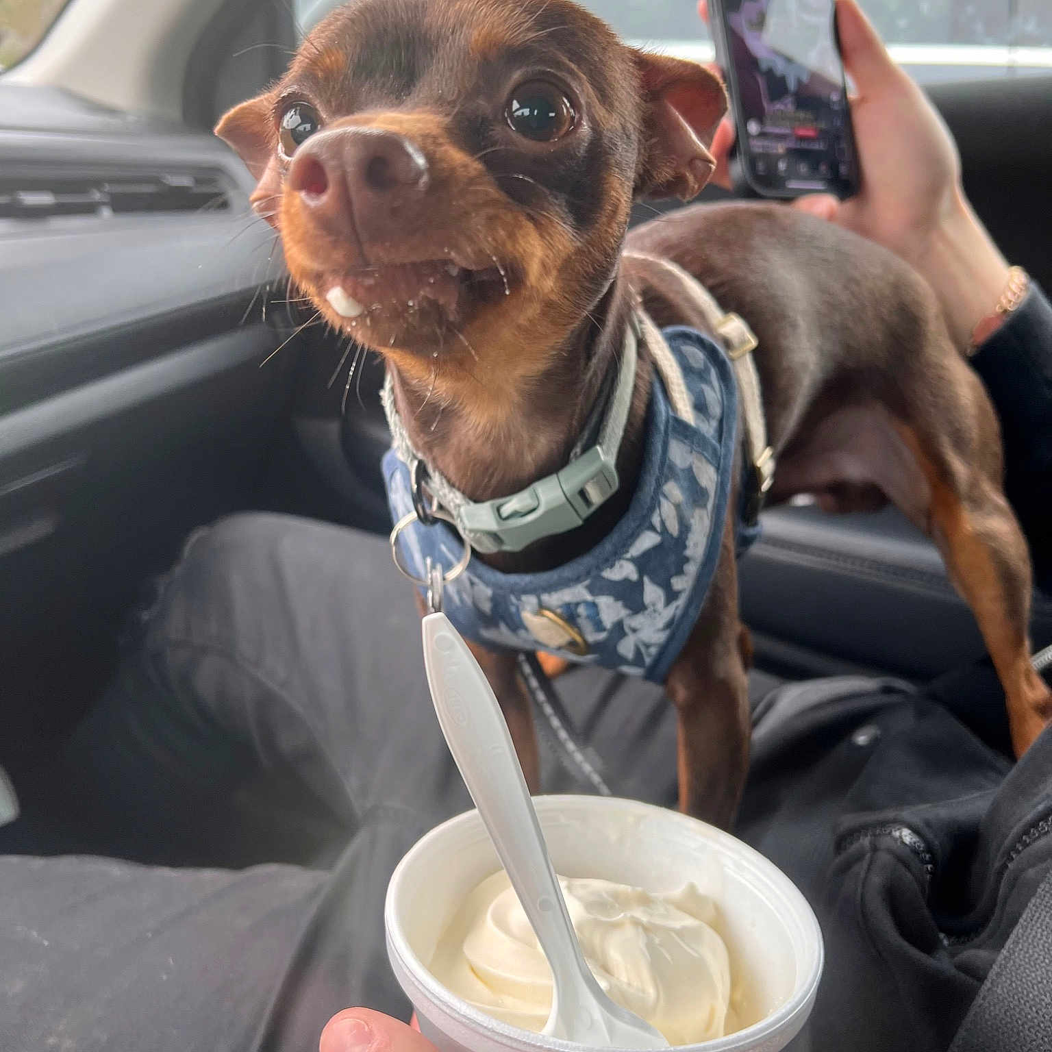 Chocolate is registered to the contest to win money with this photo: automotive_mirror, canidae, car, car_seat, carnivore, collar, companion_dog, dog, dog_breed, eyewear, family_car, fawn, liver, motor_vehicle, snout, sporting_group, vehicle, vehicle_door, windshield, working_animal