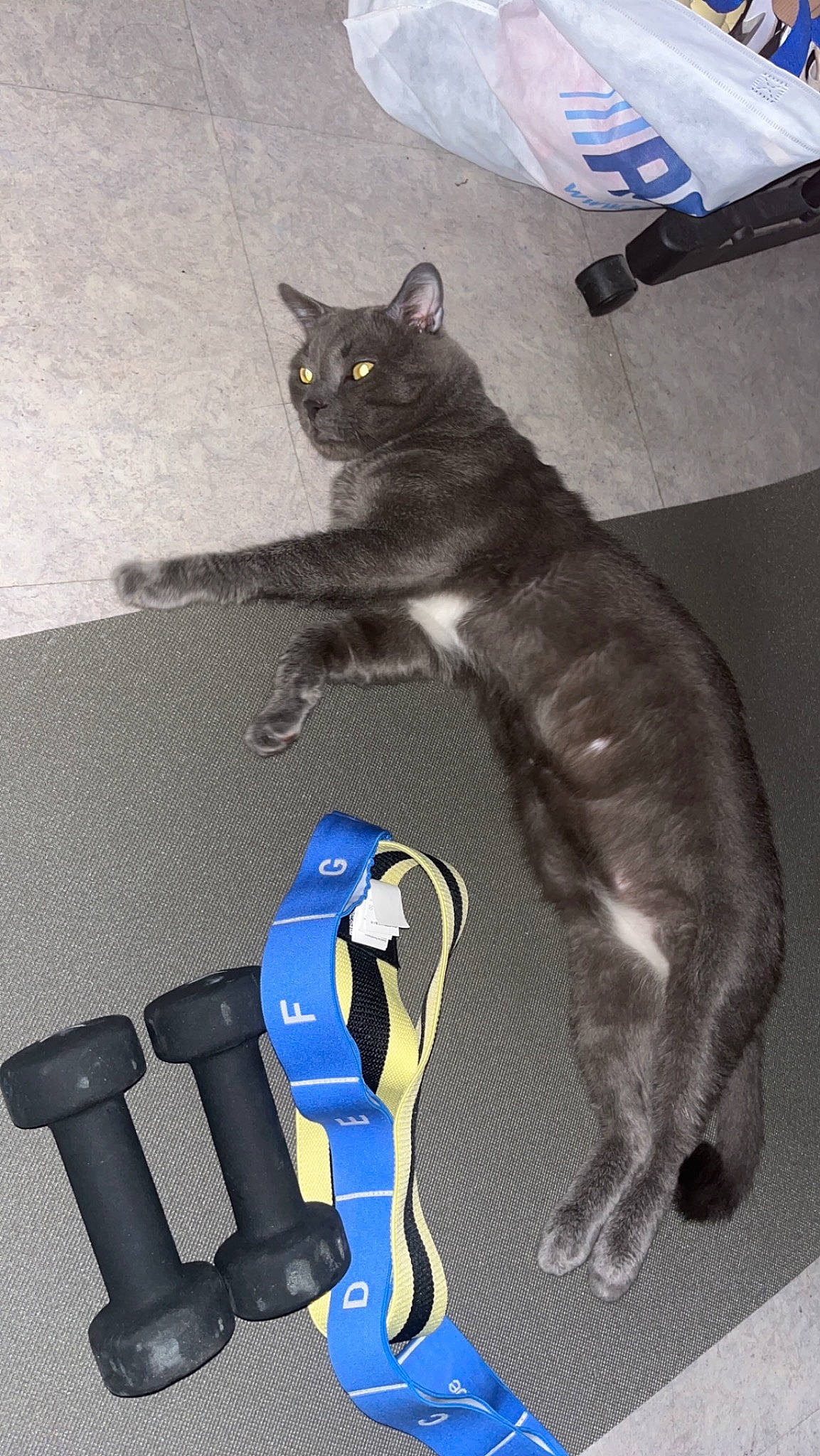 Catcat a rejoint le concours — aidez-le/la à gagner de superbes lots ! black_cat, carnivore, cat, claw, comfort, domestic_short_haired_cat, electric_blue, felidae, flooring, fur, household_cleaning_supply, human_leg, paw, sitting, small_to_medium_sized_cats, tail, tool, toy, vacuum_cleaner, whiskers