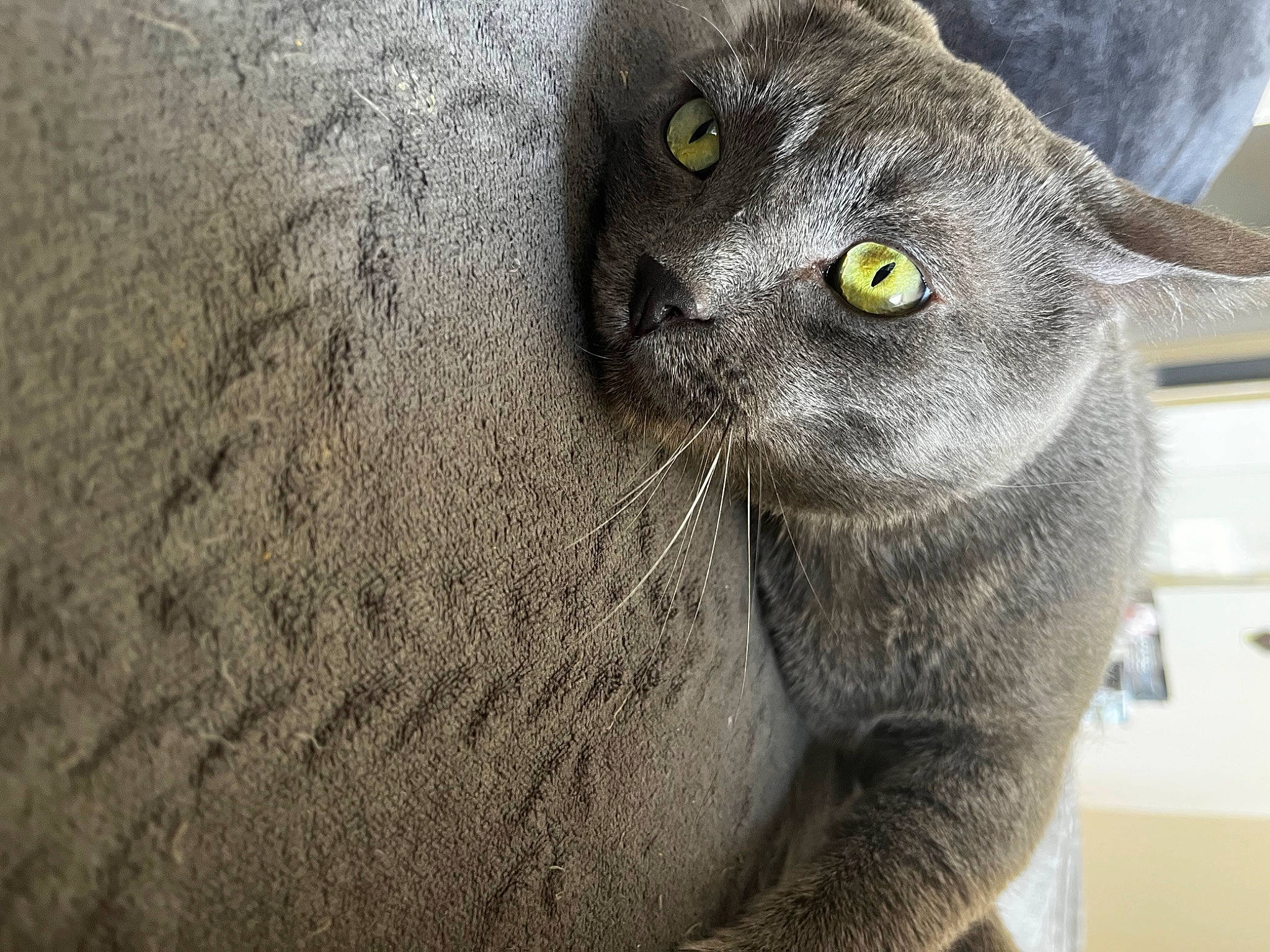 Catcat a rejoint le concours — aidez-le/la à gagner de superbes lots ! carnivore, cat, domestic_short_haired_cat, felidae, fur, grey, russian_blue, small_to_medium_sized_cats, snout, terrestrial_animal, whiskers, window