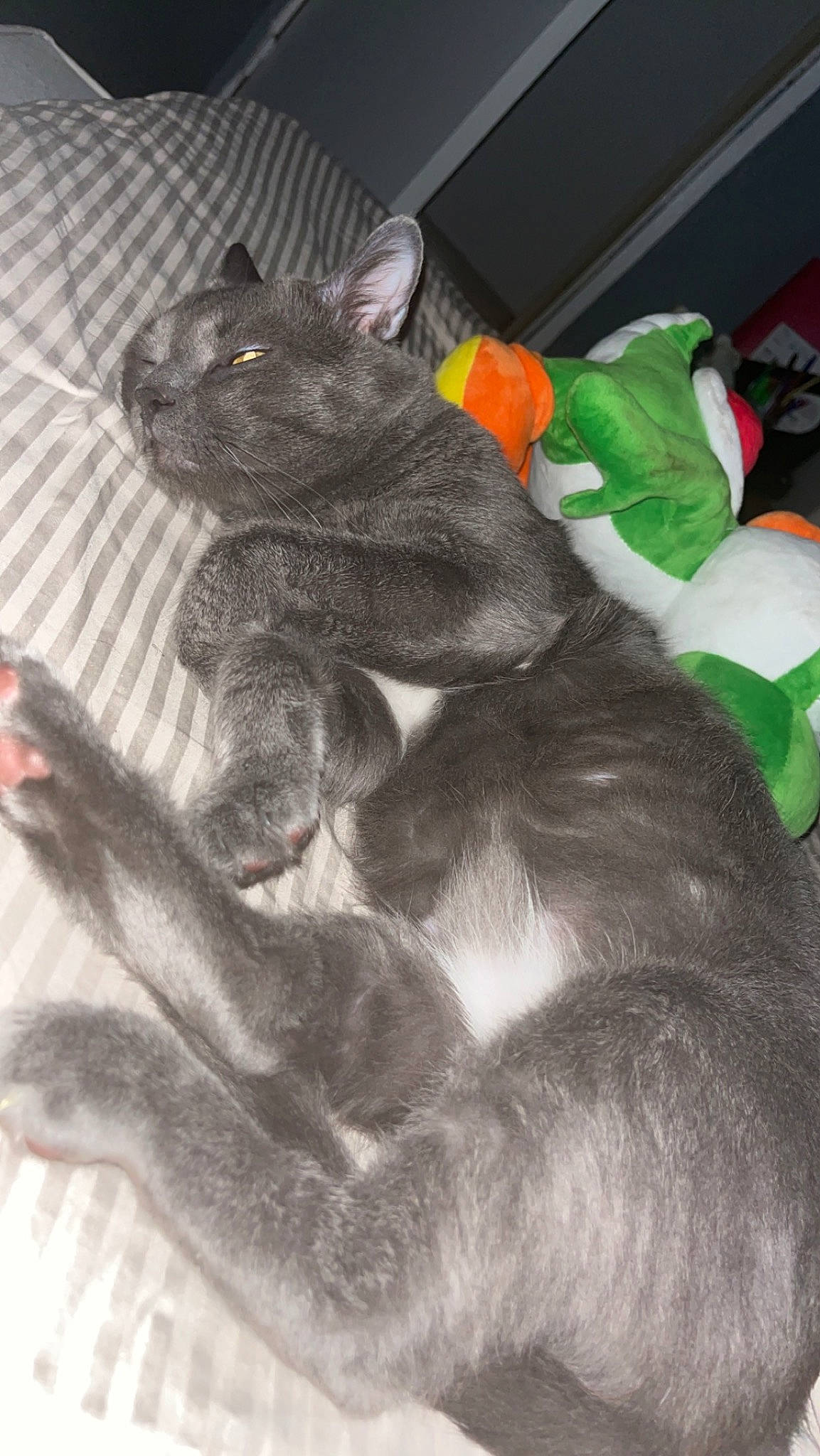 Catcat participe au concours pour gagner de l'argent avec cette photo : art, black_cat, carnivore, cat, claw, comfort, dog_breed, domestic_short_haired_cat, felidae, foot, fur, grey, nap, paw, rodent, small_to_medium_sized_cats, snout, tail, terrestrial_animal, whiskers